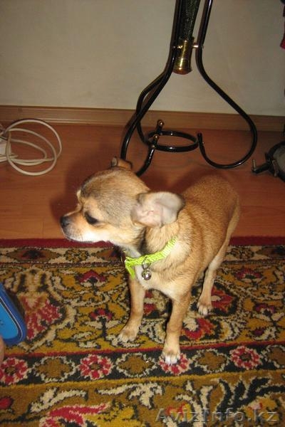 продам щенков Алматы - Изображение #1, Объявление #126907
