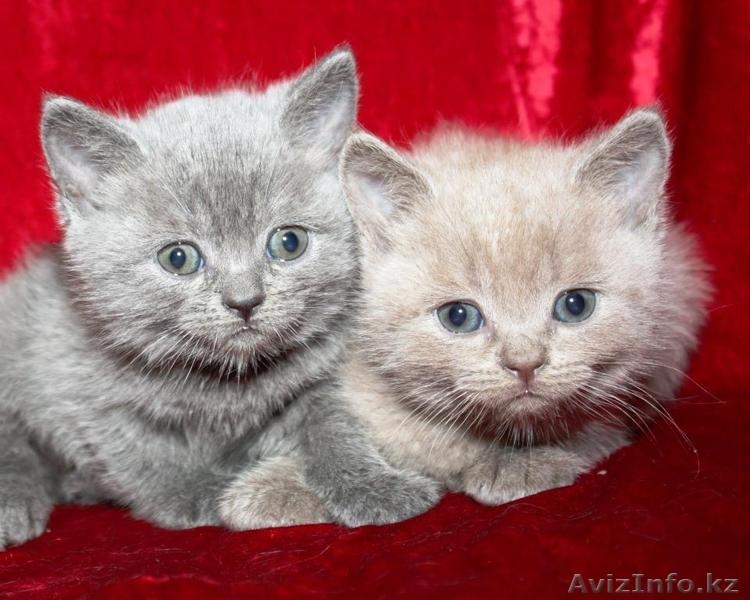 Продаются Британские котята в Алматы - Изображение #1, Объявление #126727