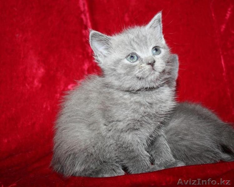 Продаются Британские котята в Алматы - Изображение #2, Объявление #126727