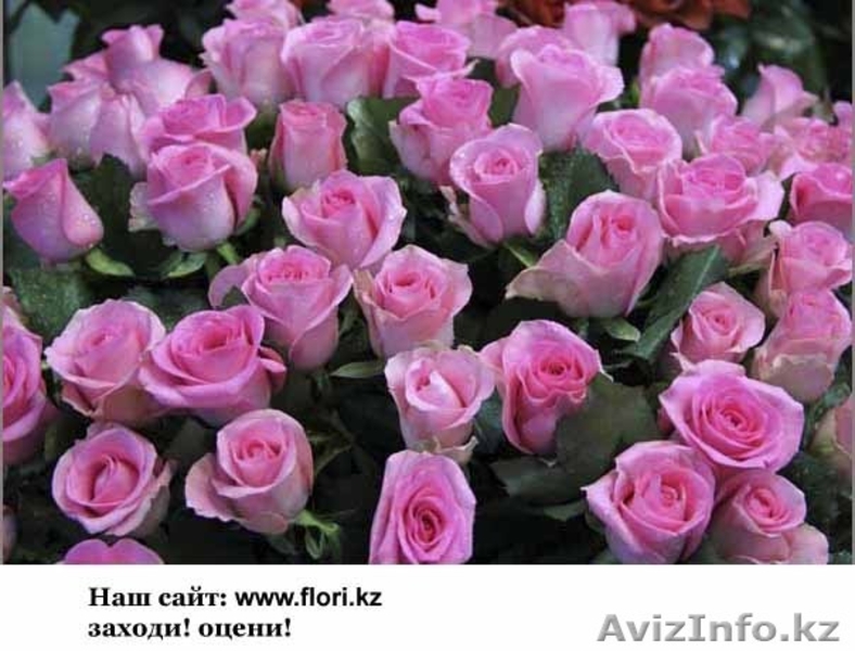 Где купить Розы ?  - Изображение #5, Объявление #122266