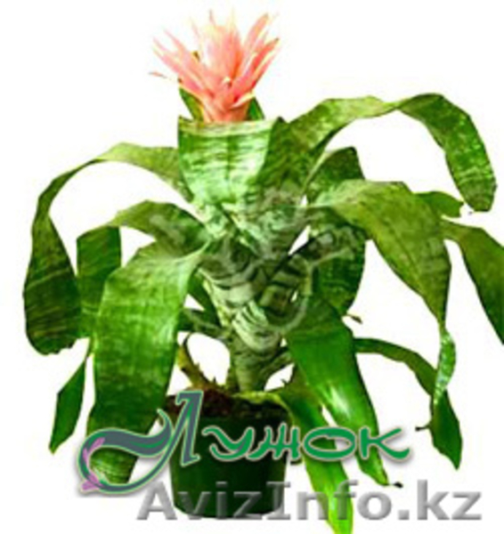 Лужок Цветы из Голландии - Изображение #3, Объявление #128386