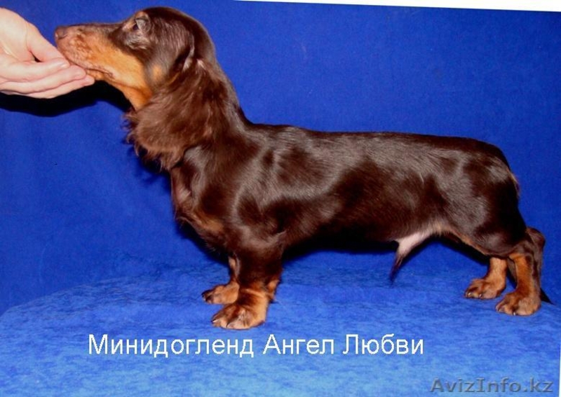 Щенок таксы кроличей длинношерстной кофейного окраса от пит МИНИДОГЛЭНД - Изображение #2, Объявление #134037