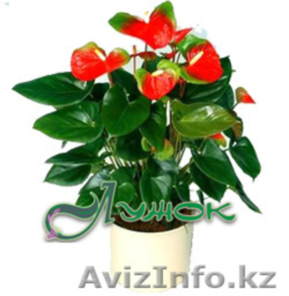 Лужок Цветы из Голландии - Изображение #1, Объявление #128386