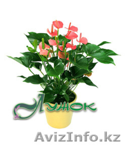 Лужок, магазин цветов в Алматы - Изображение #3, Объявление #128347