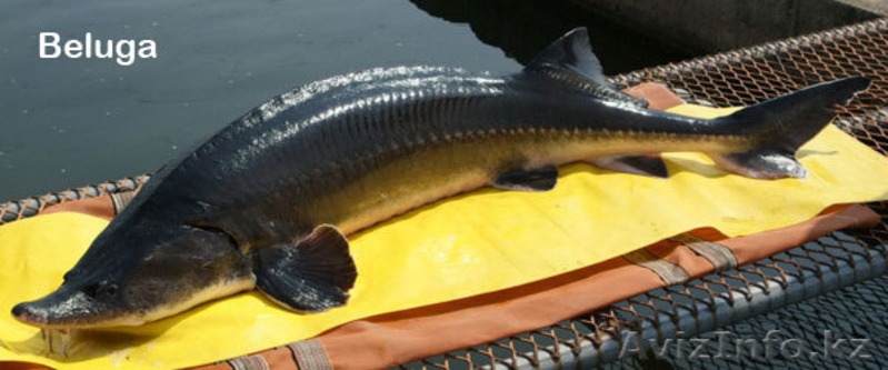 икра осетровой рыбы - Изображение #3, Объявление #128482