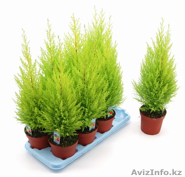 Лужок, магазин цветов в Алматы - Изображение #5, Объявление #128347