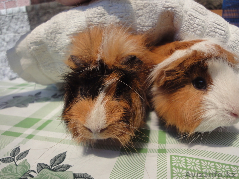 продам  морских  свинок - Изображение #1, Объявление #127189
