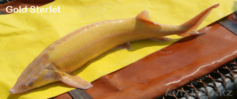 икра осетровой рыбы - Изображение #4, Объявление #128482