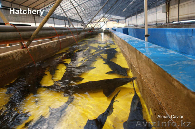 икра осетровой рыбы - Изображение #5, Объявление #128482