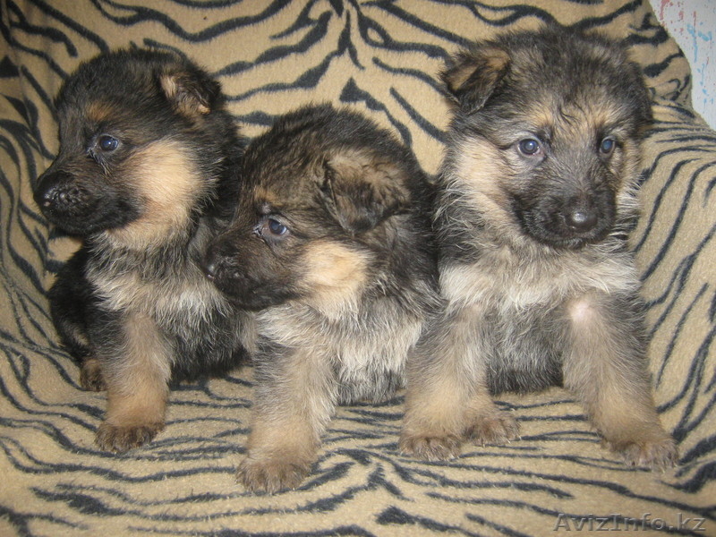 7272908331 Светлана - Изображение #1, Объявление #134983