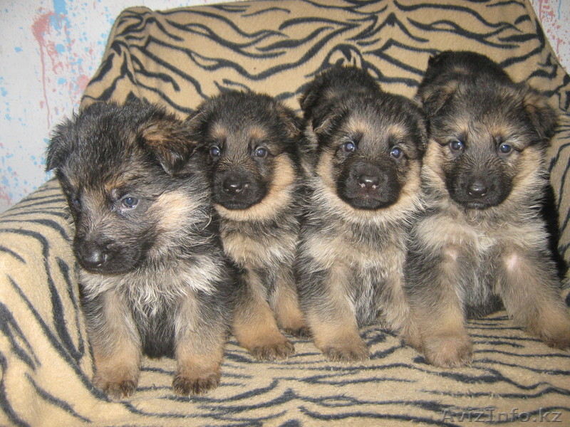 7272908331 Светлана - Изображение #2, Объявление #134983