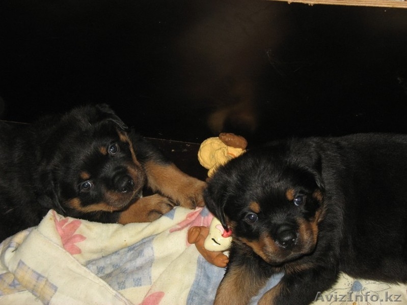 Очаровательные щенки ротвейлера - Изображение #2, Объявление #121215
