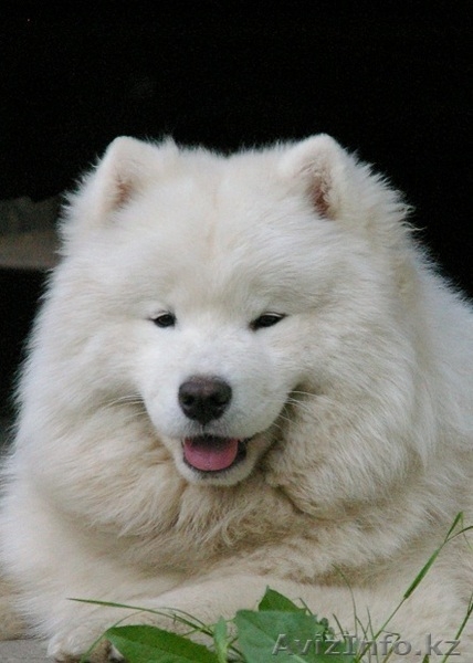 САМОЕДСКАЯ СОБАКА щенки - Изображение #2, Объявление #133663