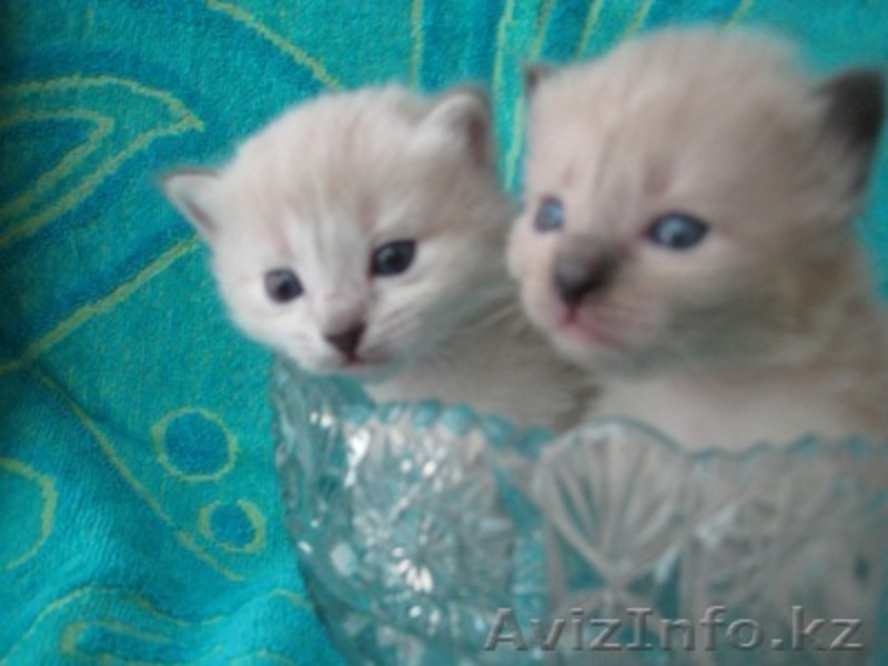 Невские маскарадные котята - Изображение #1, Объявление #126574