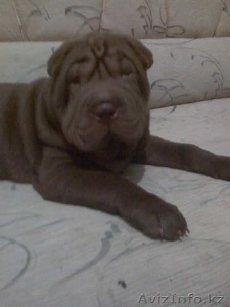 продам щенка.порода шар-пей - Изображение #2, Объявление #122324