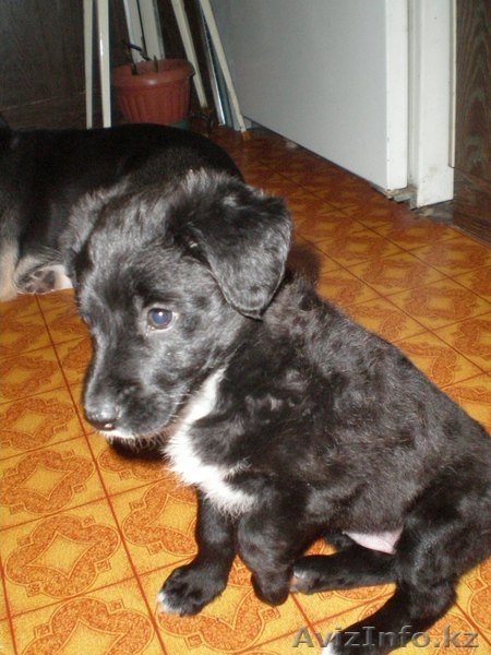 Отдам щенка хорошие руки - Изображение #1, Объявление #128960