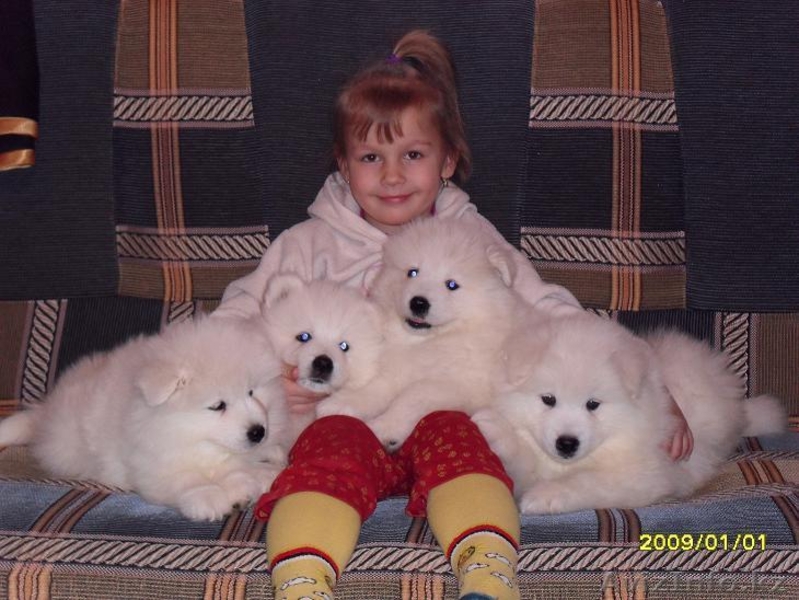 САМОЕДСКАЯ СОБАКА щенки - Изображение #3, Объявление #133663