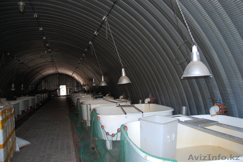 форель живую прямые поставки от производителя - Изображение #2, Объявление #143324