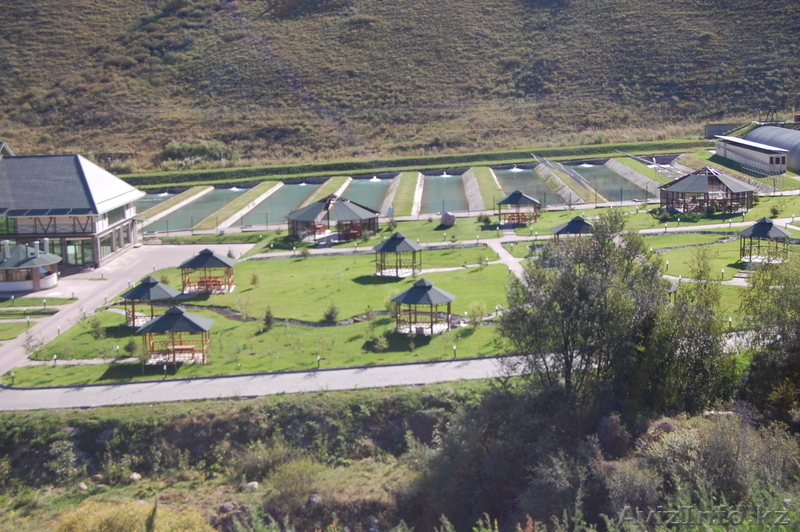 форель живую прямые поставки от производителя - Изображение #1, Объявление #143324