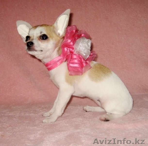 щенки чихуахуа гладкошёрстые - Изображение #2, Объявление #152337