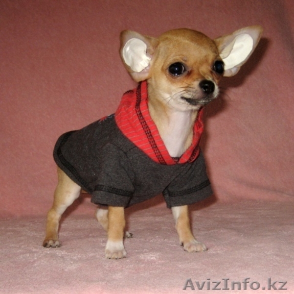 щенки чихуахуа гладкошёрстые - Изображение #1, Объявление #152337