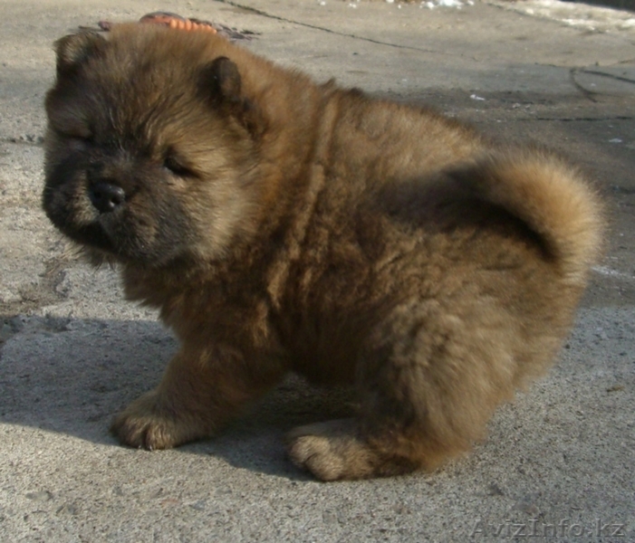 Чау-чау перспективные щенки - Изображение #2, Объявление #150863