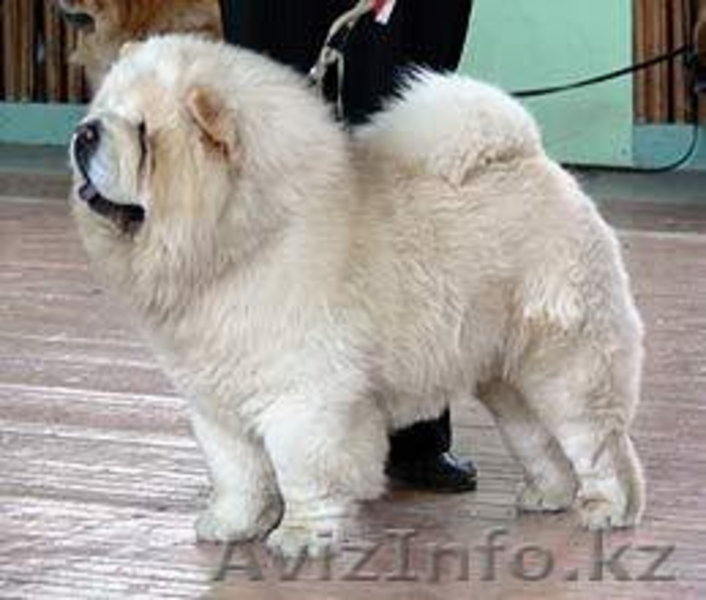 Чау-чау перспективные щенки - Изображение #3, Объявление #150863