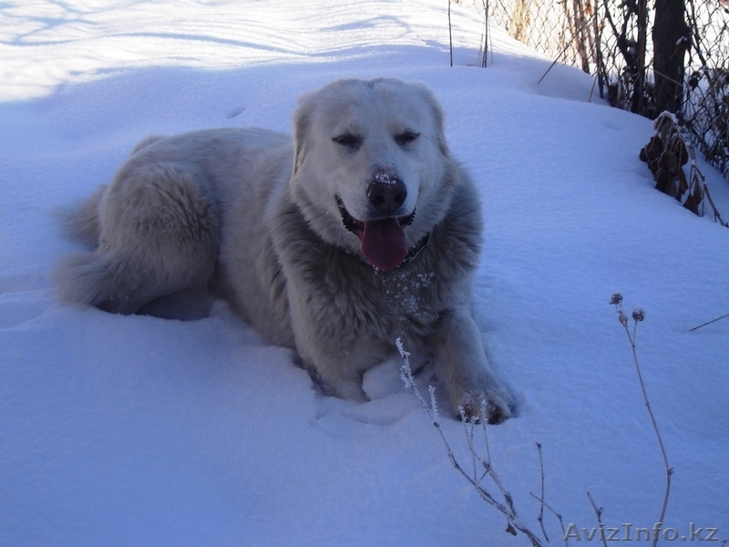 Продам щенков Алабая (среднеазиатской овчарки) - Изображение #6, Объявление #151940