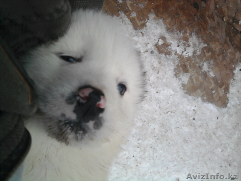 Продажа самых очаровательных медвежат - Изображение #1, Объявление #143821