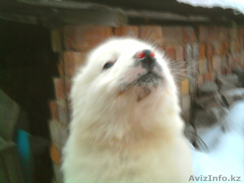 Продажа самых очаровательных медвежат - Изображение #2, Объявление #143821