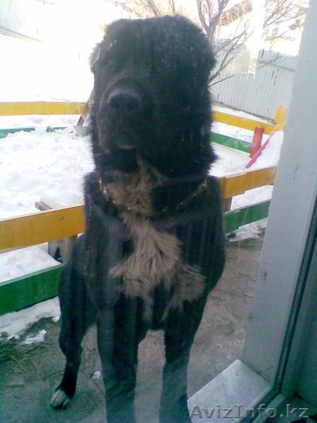 Продам щенков Алабая (среднеазиатской овчарки) - Изображение #8, Объявление #151940