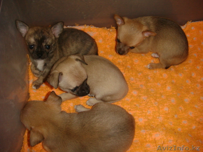 Продам щенков Чихуахуа гладкошерстных от зарубежных производителей - Изображение #1, Объявление #137069