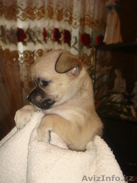 Продам щенков Чихуахуа гладкошерстных от зарубежных производителей - Изображение #4, Объявление #137069