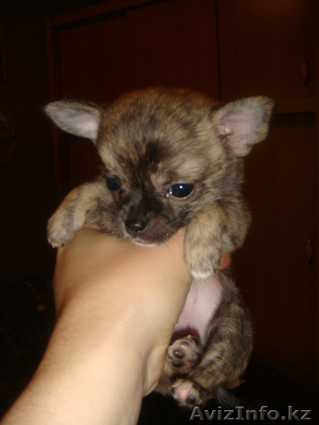 Продам щенков Чихуахуа гладкошерстных от зарубежных производителей - Изображение #3, Объявление #137069