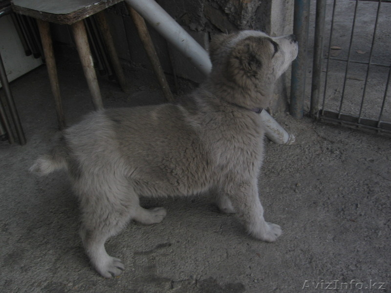 продаю щенка алабая - Изображение #1, Объявление #143882