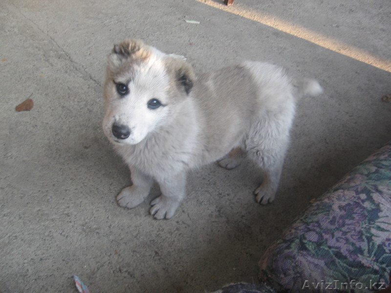 продаю щенка алабая - Изображение #2, Объявление #143882