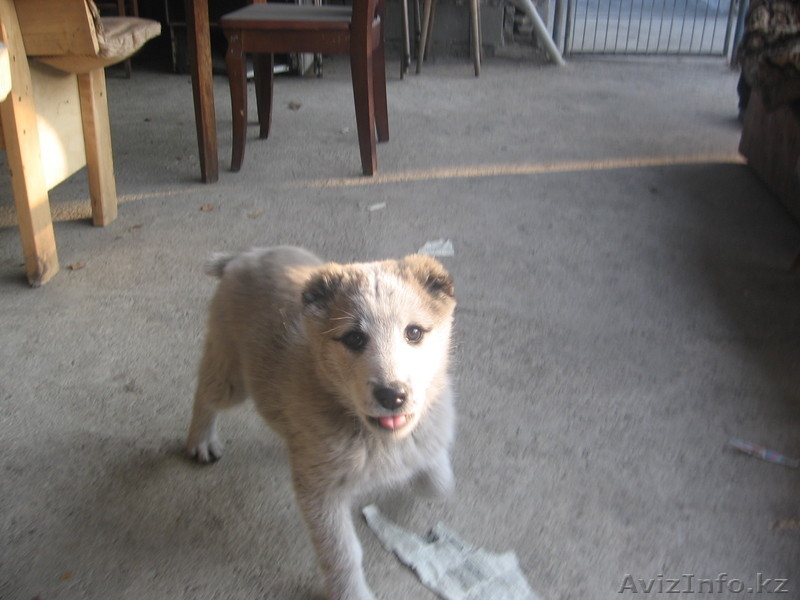 продаю щенка алабая - Изображение #3, Объявление #143882