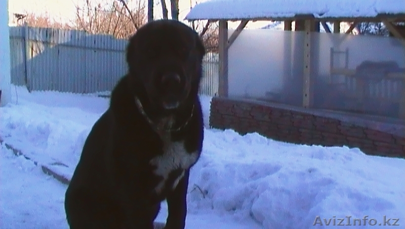 Продам щенков Алабая (среднеазиатской овчарки) - Изображение #7, Объявление #151940