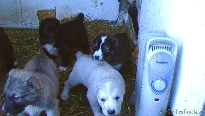Продам щенков Алабая (среднеазиатской овчарки) - Изображение #4, Объявление #151940