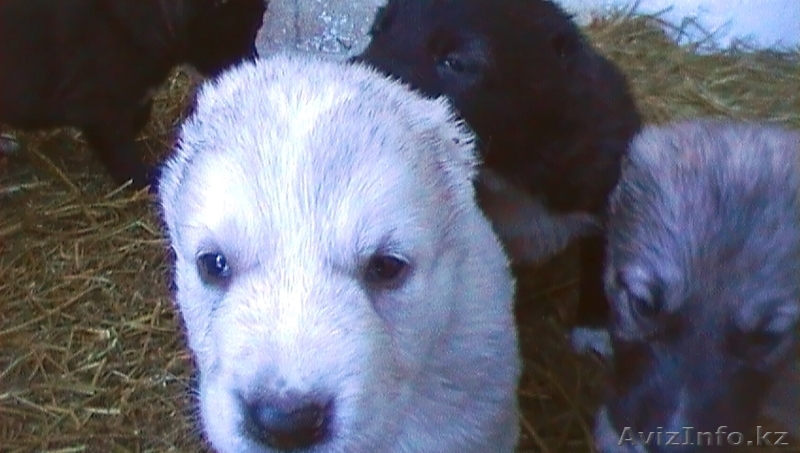 Продам щенков Алабая (среднеазиатской овчарки) - Изображение #5, Объявление #151940