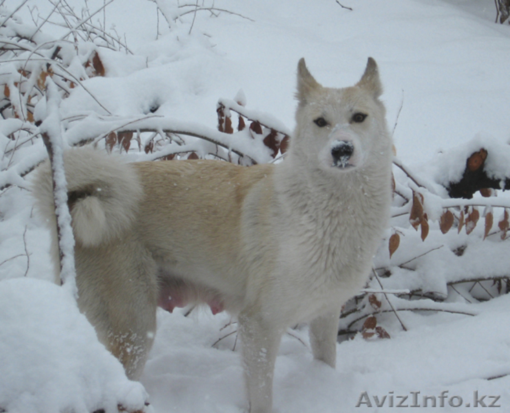 Продам щенков лайки - Изображение #5, Объявление #166592