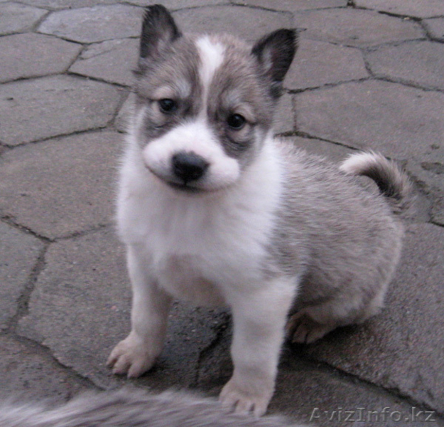 Продам щенков лайки - Изображение #1, Объявление #166592