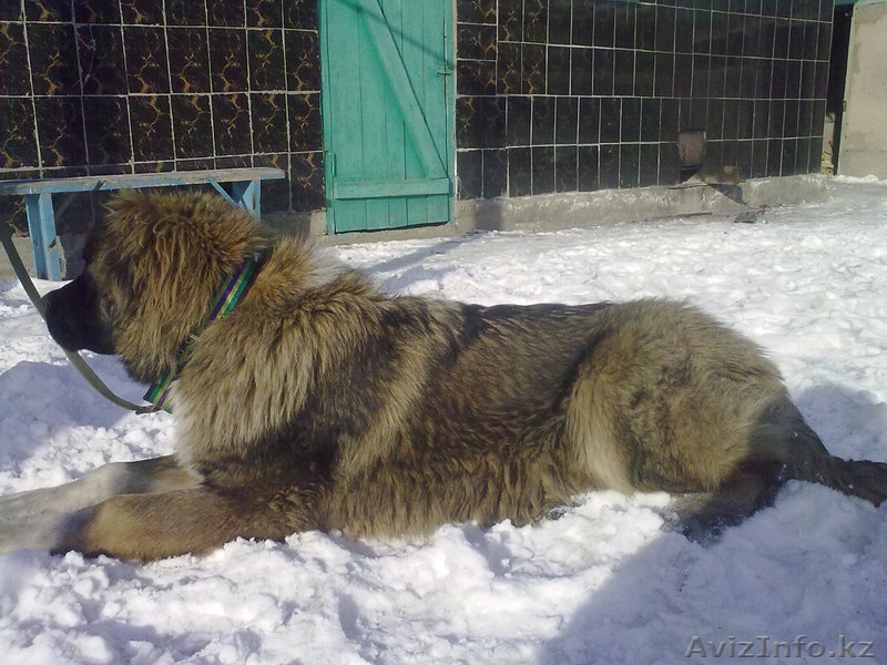 ssssssssssddddd - Изображение #2, Объявление #173555