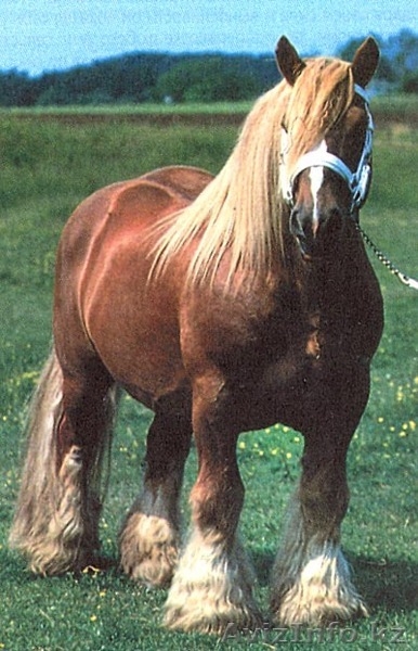 ТОО "Шырын ЛТД" - Изображение #2, Объявление #166279