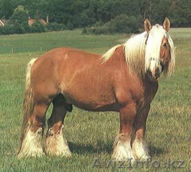 ТОО "Шырын ЛТД" - Изображение #4, Объявление #166279