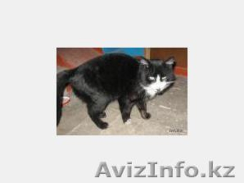 Dzhukeeva Dina, clark.potter@yandex.ru, +7 727 232 90 76 - Изображение #3, Объявление #180459