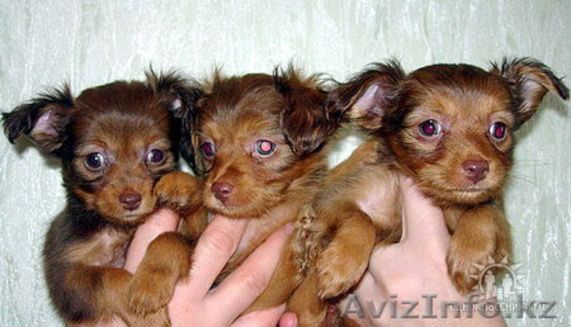 Куплю той терьера длинношерстного девочку  - Изображение #1, Объявление #162511