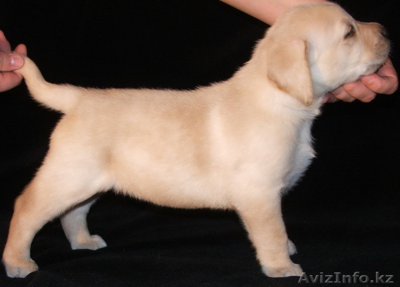 Продам щенков Лабрадора ретривера - Изображение #2, Объявление #168224