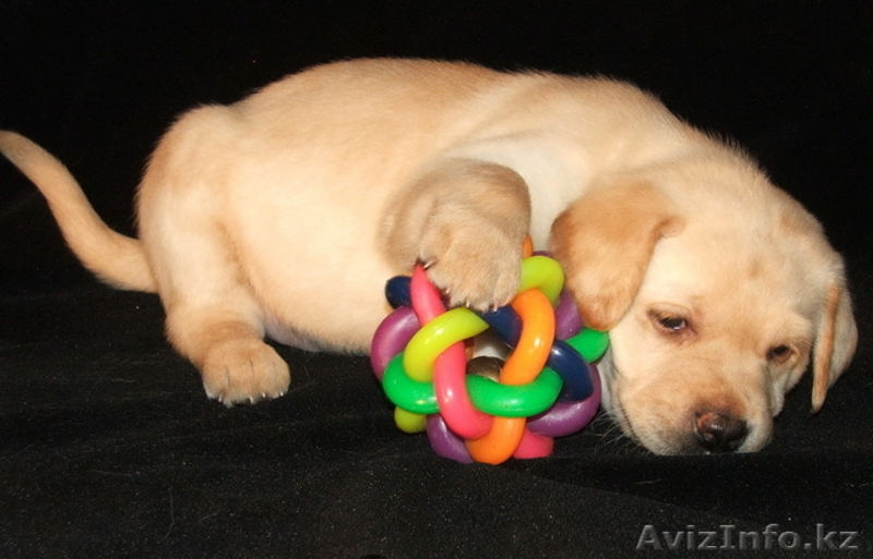 Продам щенков Лабрадора ретривера - Изображение #1, Объявление #168224