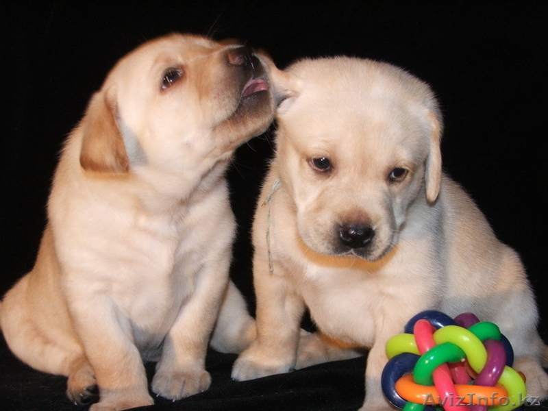 Продам щенков Лабрадора ретривера - Изображение #3, Объявление #168224